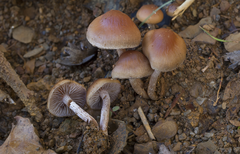 Hypholoma subericeum